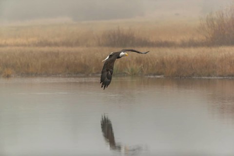 One Bald Eagle, Haliaeetus leucocephalus, flying over a small pond with reed gras on a foggy cold