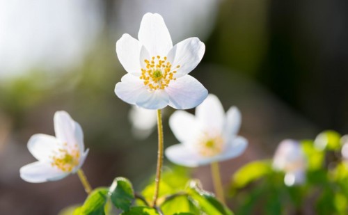 Wood anemone (Anemonoides nemorosa) (Syn.: Anemone nemorosa) blooming white in the forest, green