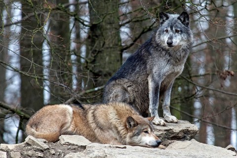 Two gray wolves (Canis lupus), captive, Bad Mergentheim Wildlife Park, Baden-Württemberg, Germany