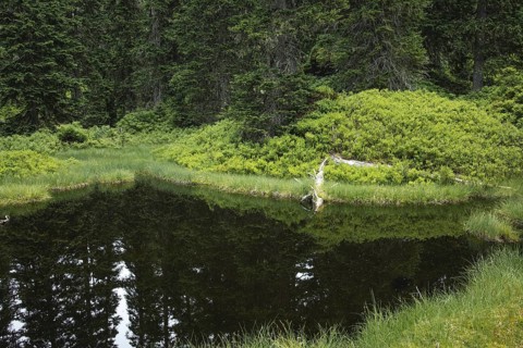 Blackwater pond, Rauris primeval forest, Kolm Saigurn, Pinzgau, Salzburg, Austria