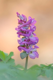 Hollow larkspur (Corydalis cava), flowering, Siegerland, North Rhine-Westphalia, Germany