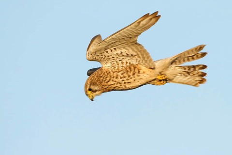 Torenvalk, Common Kestrel, Falco tinnunculus