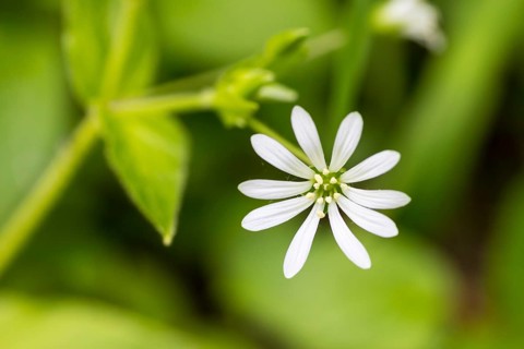 Flower of a chickweed (Stellaria nemorum), Saxony, Germany