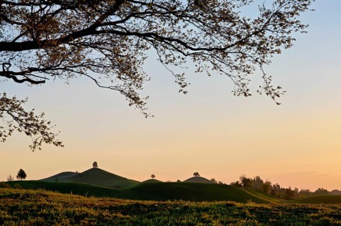 Moraine landscape at sunset, with lime trees (Tilia) on a hill, Hirzel, Canton Zurich, Switzerland