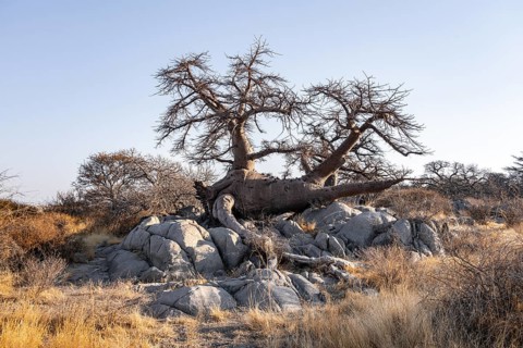 African baobab or baobab tree (Adansonia digitata), arid landscape, Kubu Island (Lekubu), Sowa Pan,