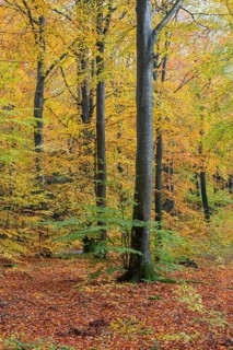 Colorful beech forest in Sankt Olof, Scania, Sweden, Scandinavia