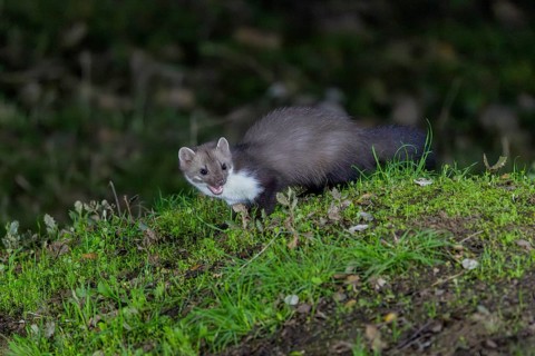 Stone marten (Martes foina), on the ground, at night, Andalusia, Spain