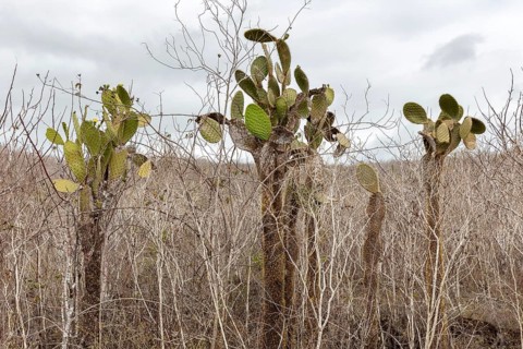Opuntia oricola (Cactaceae), San Cristobal, Galapagos, Ecuador
