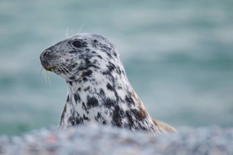 Grey seal (Halichoerus grypus) portrait, on the beach, Düne with the sea in the background,