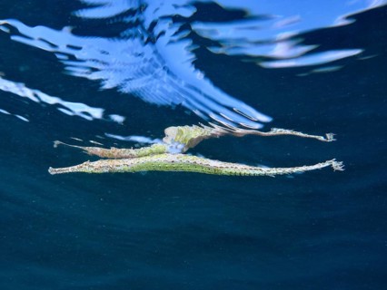 Triangular Alligator pipefish (Alligator pipefish) underwater with wave reflection in blue