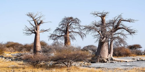 African baobab or baobab tree (Adansonia digitata), arid landscape, Kubu Island (Lekubu), Sowa Pan,