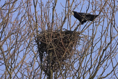 Rook (Corvus frugilegus) nest, Rhineland-Palatinate, Germany