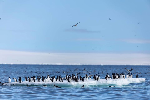 Thick-billed guillemot (Uria lomvia) on an ice floe, sea, water, alcids (Alcidae), Alkefjellet,