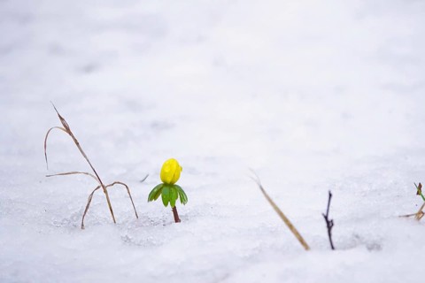 Winter Aconite and snow, winter, Germany