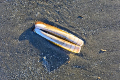 Sheath mussel (Ensis ensis) on the west beach of Norderney, Lower Saxony, Germany