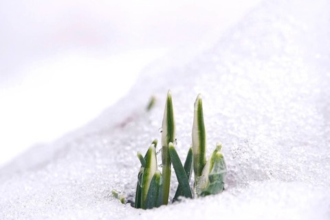 First snowdrops in snow with drops of water, winter, Germany