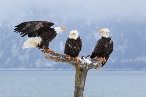 Bald Eagle (Haliaeetus leucocephalus), Bald Eagle, Homer, Kenai Peninsula, Alaska, USA