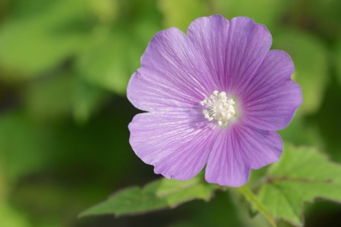 Crested summer mallow (Anoda cristata), flower, ornamental plant, North Rhine-Westphalia, Germany