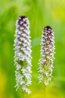 Burnet orchid (Neotinea ustulata), orchid family (Orchidaceae), Ihringen, Kaiserstuhl,