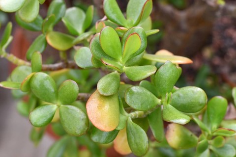 Close up of thick leaves of 'Crassula Ovata' Jade plant