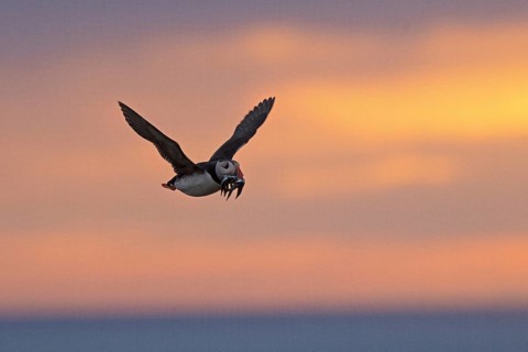 Atlantic Puffin (Fratercula arctica) flying with sandeels in beak, Scotland, United Kingdom