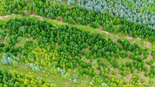 Christmas tree plantation in summer. Christmas trees grow in a coniferous forest for the coming