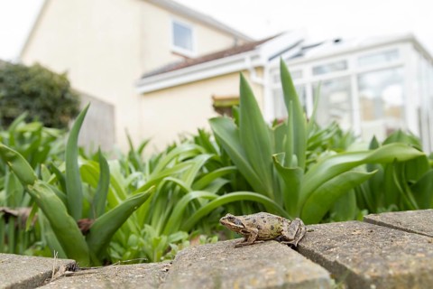 Common frog (Rana temporaria) adult amphibian on a garden path with a house in the background,