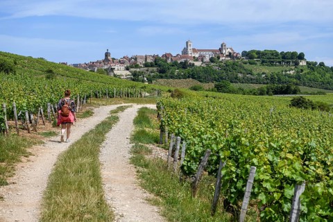 Hikers on the way to Vézelay, Yonne department, Bourgogne-Franche-Comté region, Burgundy, France