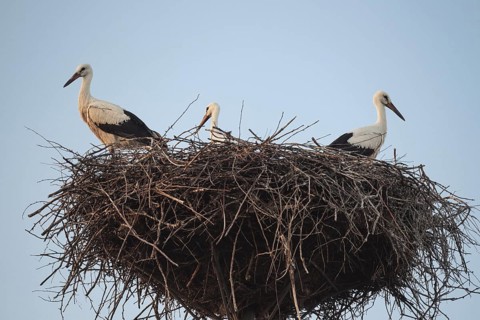 Three storks in the nest