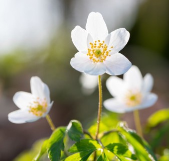 Wood anemone (Anemonoides nemorosa) (Syn.: Anemone nemorosa) blooming white in the forest, green