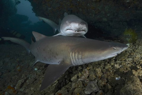 Sand tiger shark (Carcharias taurus)