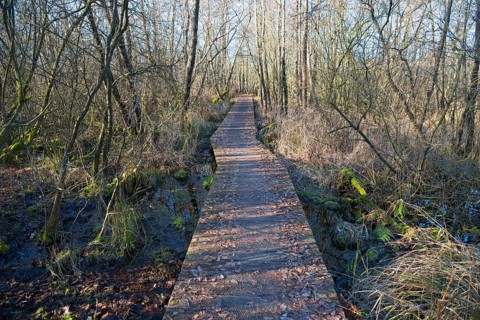 Path through swamp forest, De Alde Feanen National Park, the old fen, Earnewald, Eernewoude,