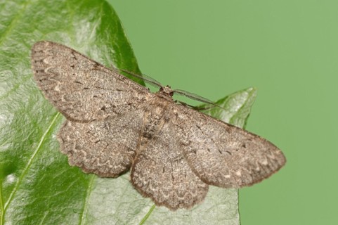 Ash-grey moth (Hypomecis punctinalis), male, moth, North Rhine-Westphalia, Germany