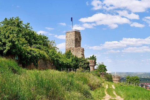 Spur castle ruin called Wachtenburg in Wachenheim city in Rhineland-Palatinate