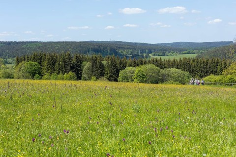Klengelwiese on the Geisingberg in bloom, mountain meadow with rare plants, including orchids such