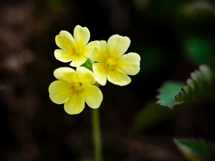 Cowslip (Primula elatior), Bischofswiesen, Berchtesgadener Land, Upper Bavaria, Bavaria, Germany
