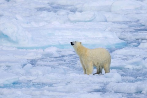 Lone polar bear (Ursus maritimus) hunting on pack ice, drift ice in the Arctic Ocean along the