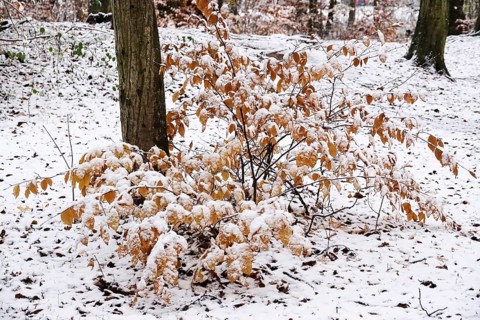 First snow, November, Germany