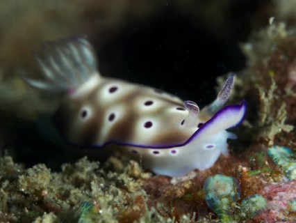 White nudibranch with purple dots, Hypselodoris tryoni, on a coral reef, dive site Gondol Reef,