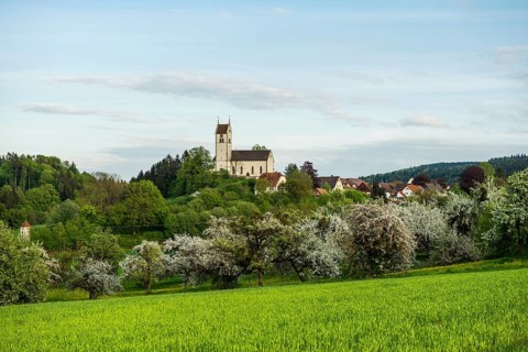 Flowering orchard meadow, Roggenbeuren church, Deggenhausertal, Lake Constance, Baden-Württemberg,