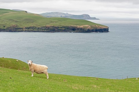 Sheep grazing at Otago Peninsula, Otago, South Island, New Zealand