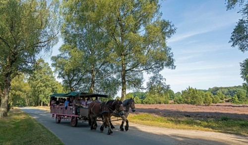 Heather blossom, horse-drawn carriage, trees, carriage ride near Wilsede, Bispingen, Lüneburg
