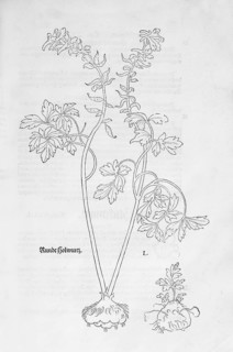 Corydalis solida (Corydalis solida), woodcut by Leonhart Fuchs, from New Kreüterbuch, neues