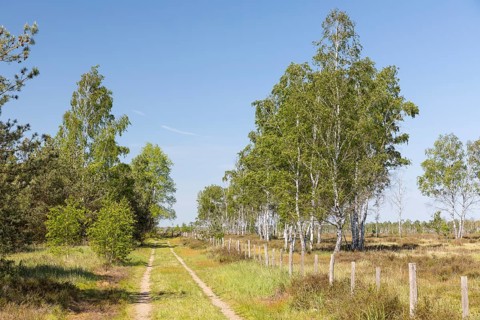 Heath trail through the Gohrischer Heide near Gröditz, Saxony, Germany