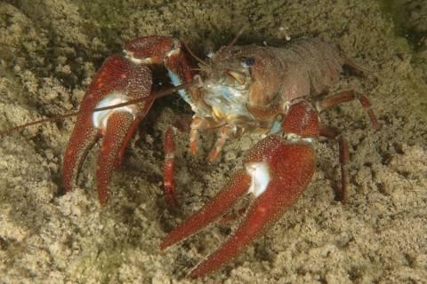 Crayfish with red claws, signal crayfish (Pacifastacus leniusculus), American crayfish, invasive