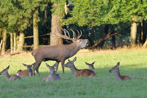 Red deer (Cervus elaphus) during the rutting season, capital stag in his herd with hinds roaring in