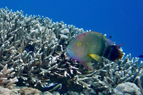 Colourful fish, three-lobed wrasse (Cheilinus trilobatus), wrasse, swimming next to a coral reef in