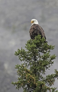 Bald Eagle (Haliaeetus leucocephalus) male, Saskatchewan, Canada