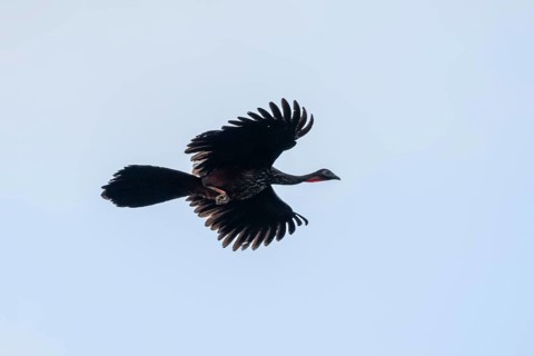 Crested guan (Penelope purpurascens) in flight against a white sky, Corcovado National Park, Osa,