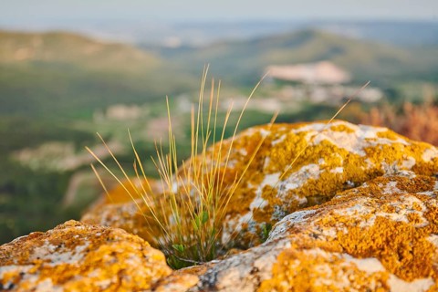 Sheep's fescue (Festuca ovina) growing at Mount "La Talaia del Montmell" at evening, Catalonia,